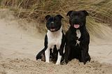 STAFFIE 279